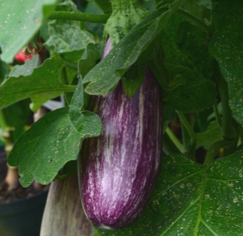 Fat aubergine (Approx 500g)