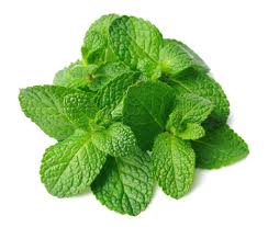 Fresh Mint Leaf Bunch