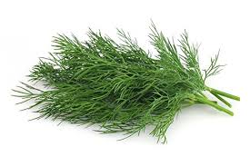 Fresh Dill Leaves Bunch