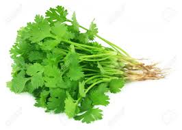 Fresh Coriander Leaf Bunch