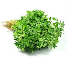 Fresh Methi Leaf Bunch