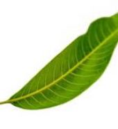 Mango Leaves 100g (App 20Pcs)