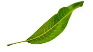 Mango Leaves 100g (App 20Pcs)